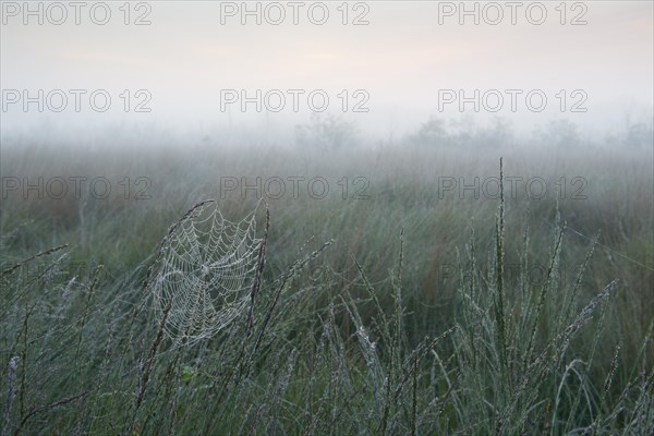 Spider web with dew drops in tall grass