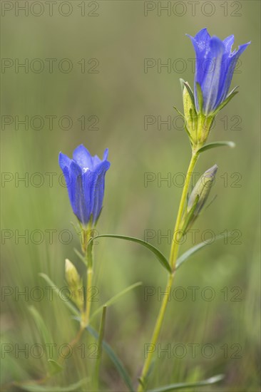 Marsh gentian (Gentiana pneumonanthe)