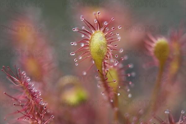 Spoonleaf sundew (Drosera intermedia)