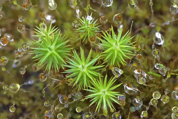 Common haircop moss (Polytrichum commune)