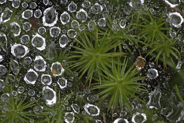 Common haircop moss (Polytrichum commune)