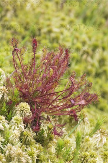 Spoonleaf sundew (Drosera intermedia)