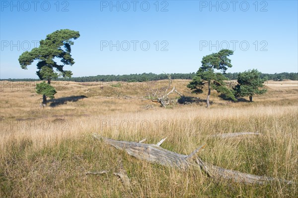 Pine trees (Pinus sylvestris) among the dunes