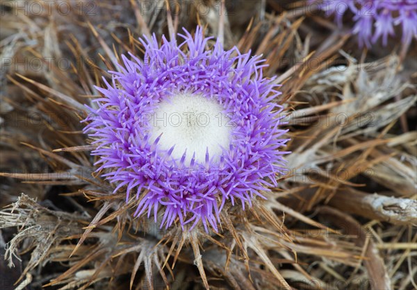 Carline thistle (Carlina gummifera)