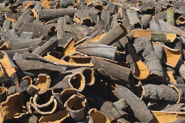 Peeled cork oak bark (Quercus suber)