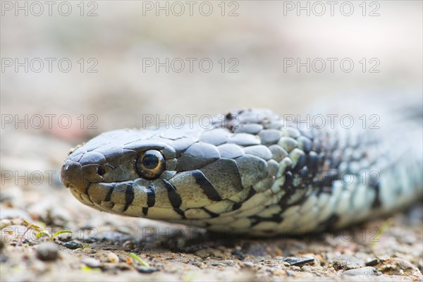 Grass snake
