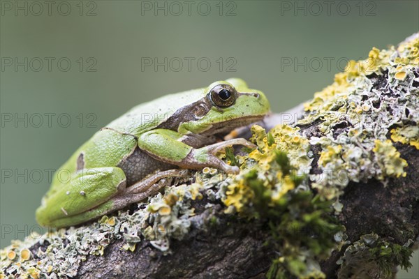 Tree frog (Hyla arborea) on mossy branch