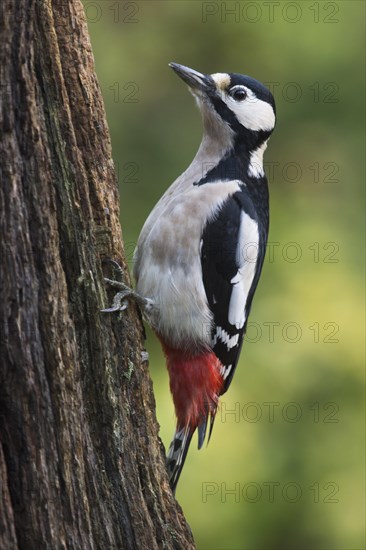 Great Spotted Woodpecker (Dendrocopos major)