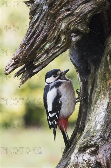 Great Spotted Woodpecker (Dendrocopos major)