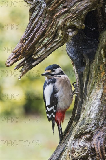 Great Spotted Woodpecker (Dendrocopos major)