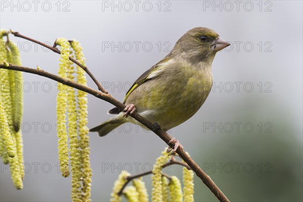 European greenfinch (Carduelis chloris)