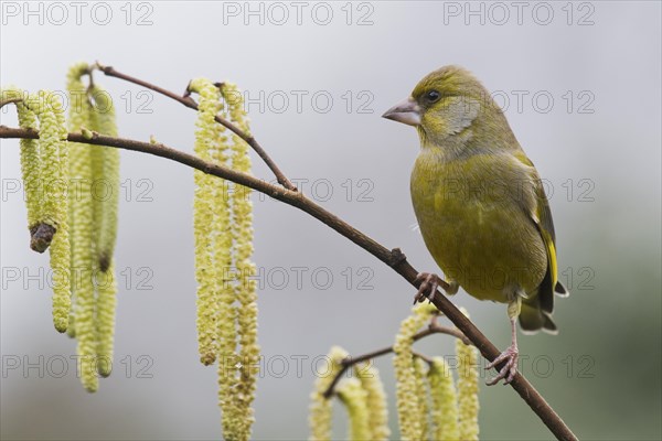 European greenfinch (Carduelis chloris)