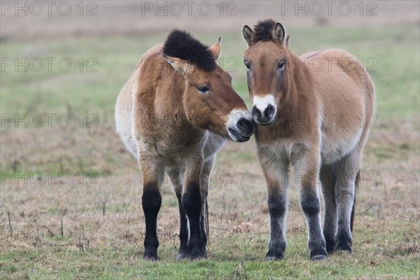 Przewalski's horses (Equus ferus przewalskii) get a whiff of each other