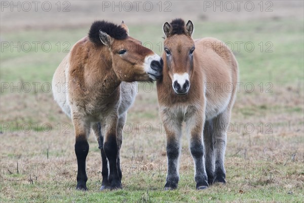 Przewalski's horses (Equus ferus przewalskii) get a whiff of each other