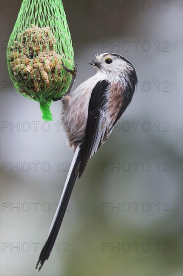 Long-tailed tit (Aegithalos caudatus) feeds tit dumplings