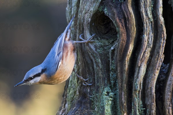 Eurasian nuthatch (Sitta europaea) on knothole