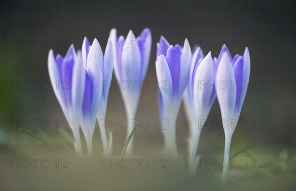 Early Crocus (Crocus tommasinianus)