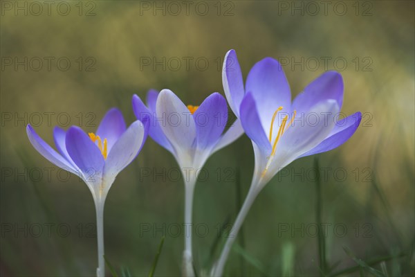 Woodland crocus (Crocus tommasinianus)