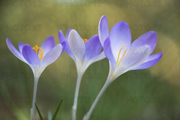 Woodland crocus (Crocus tommasinianus)