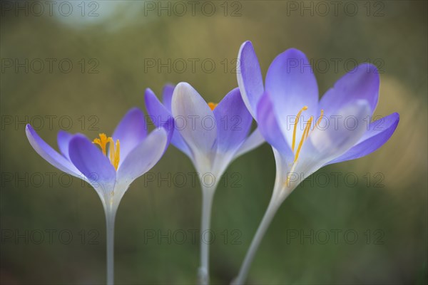 Woodland crocus (Crocus tommasinianus)