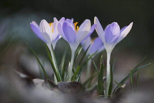 Woodland crocus (Crocus tommasinianus)