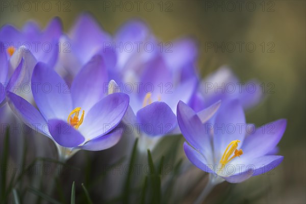 Woodland crocus (Crocus tommasinianus)