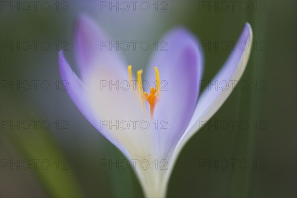 Woodland crocus (Crocus tommasinianus)