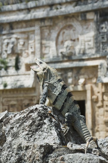 Black spiny-tailed iguana (Ctenosaura similis)