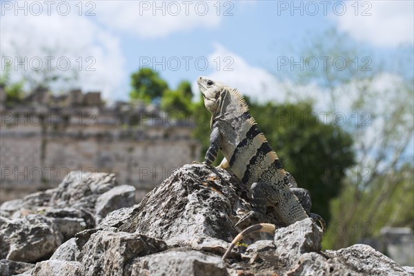 Black spiny-tailed iguana (Ctenosaura similis)