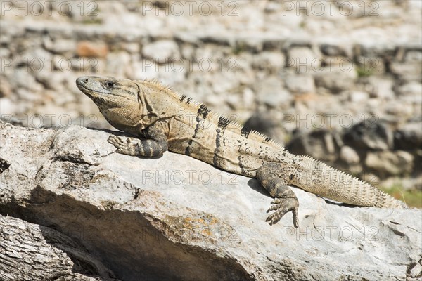 Black spiny-tailed iguana (Ctenosaura similis)