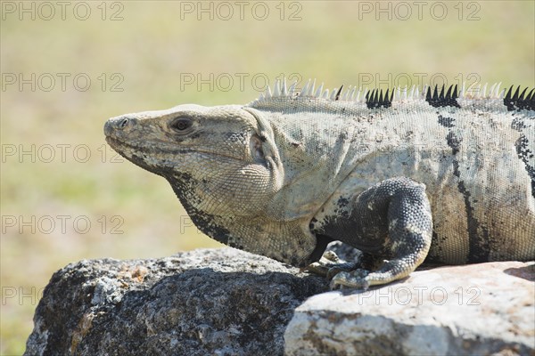 Black spiny-tailed iguana (Ctenosaura similis)