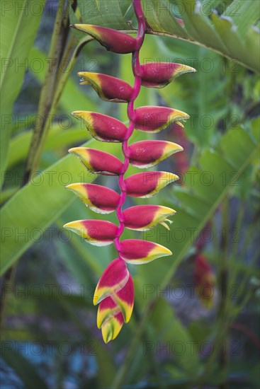 Hanging Lobster-claw (Heliconia rostrata)