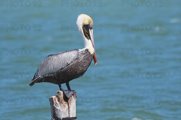 Brown Pelican (Pelecanus occidentalis) sits on post by the sea