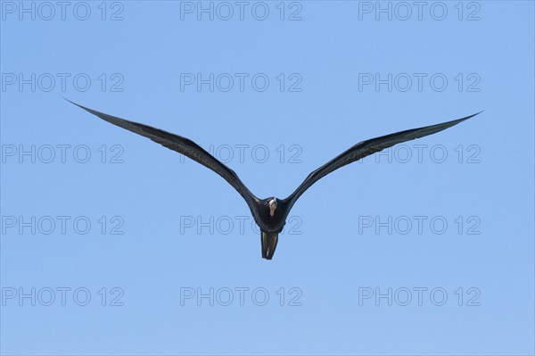 Magnificent frigatebird (Fregata magnificens)