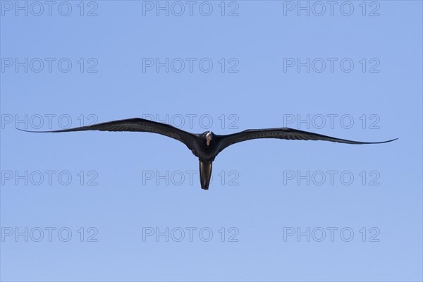 Magnificent frigatebird (Fregata magnificens)