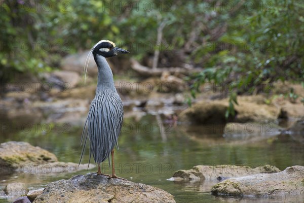 Yellow-crowned night heron (Nyctanassa violacea) stands on stone by the water