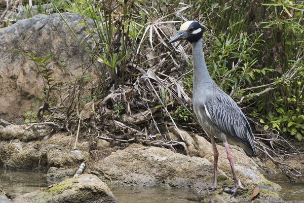 Yellow-crowned night heron (Nyctanassa violacea) stands on stone by the water