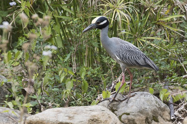 Yellow-crowned night heron (Nyctanassa violacea) stands on stone