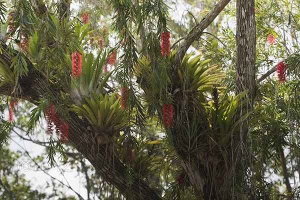 Red flowering Bottlebrush (Callistemon) with Bromelia (Bromelia)