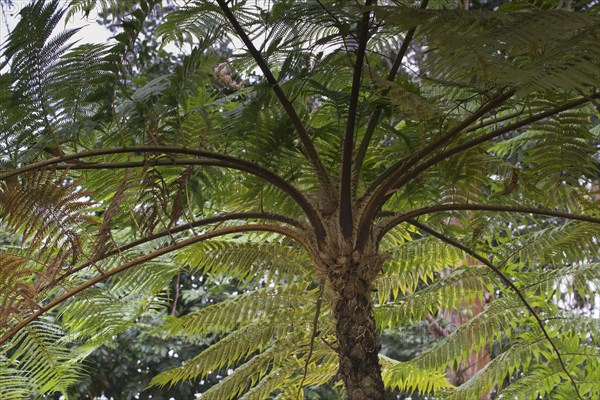 Tree fern (Cyatheales)