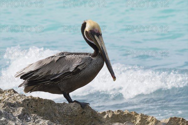 Brown Pelican (Pelecanus occidentalis stands on rocks by the sea