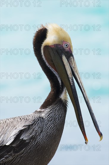 Brown Pelican (Pelecanus occidentalis)