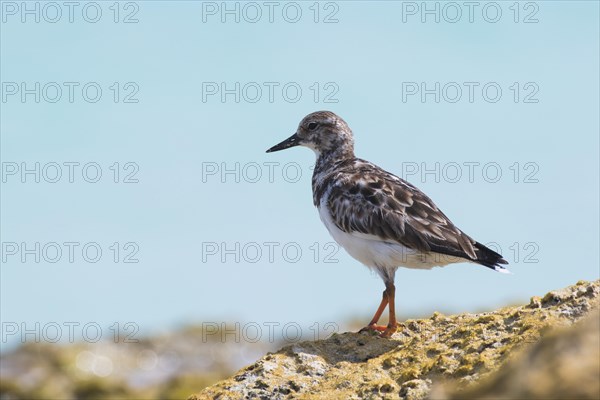 Ruddy turnstone (Arenaria interpres)