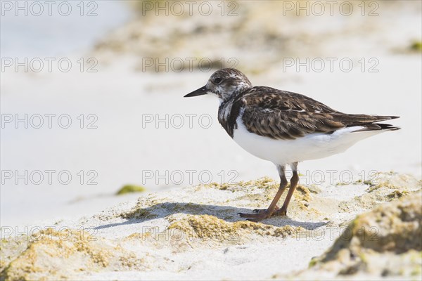 Ruddy turnstone (Arenaria interpres) stands in the sand