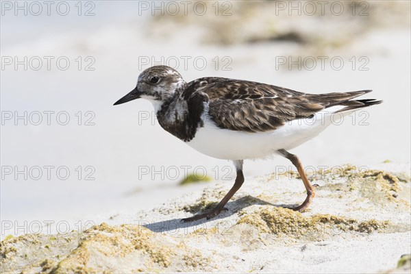 Ruddy turnstone (Arenaria interpres) running in the sand