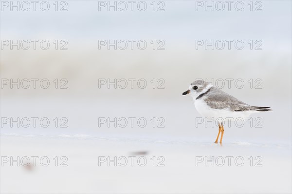 Kentish plover (Charadrius alexandrinus) standing by the water