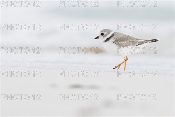 Kentish plover (Charadrius alexandrinus) running by the water