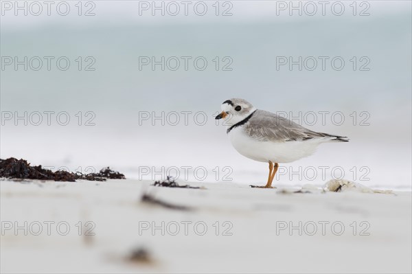 Kentish plover (Charadrius alexandrinus) on the shore