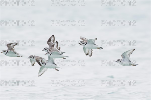 Kentish plover (Charadrius alexandrinus)