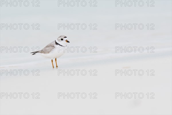 Kentish plover (Charadrius alexandrinus) standing by the water